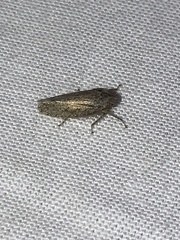 Curtara insularis