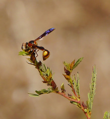 Eumenes bollii