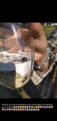 Latrodectus mactans