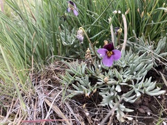 Viola beckwithii