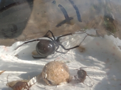 Latrodectus mactans