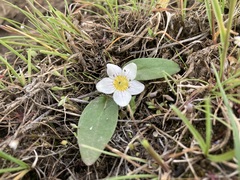 Hesperochiron pumilus