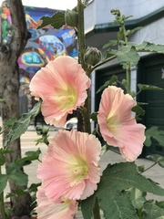 Alcea