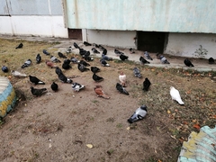 Columba livia domestica