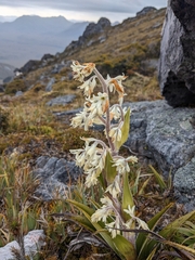 Milligania densiflora