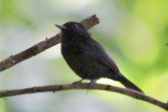 Knipolegus poecilocercus