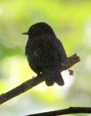 Knipolegus poecilocercus