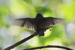 Knipolegus poecilocercus