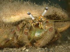 Dardanus scutellatus