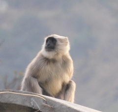 Semnopithecus schistaceus