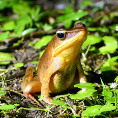 Lithobates warszewitschii