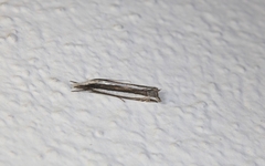 Angustalius malacellus