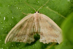 Coelurotricha curvilinea