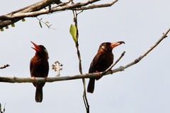 Galbalcyrhynchus leucotis