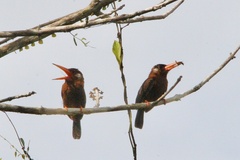 Galbalcyrhynchus leucotis
