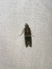 Moodna ostrinella