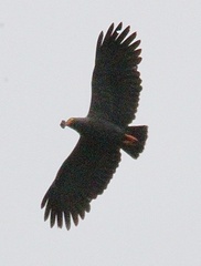 Helicolestes hamatus