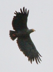 Helicolestes hamatus