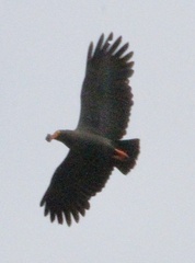 Helicolestes hamatus