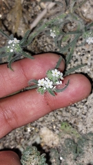 Johnstonella angustifolia