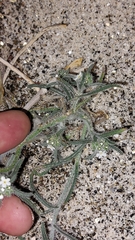 Johnstonella angustifolia