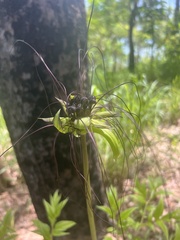 Tacca leontopetaloides