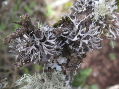 Heterodermia leucomelos