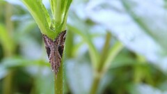 Hypena laceratalis
