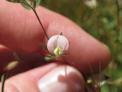 Acmispon americanus