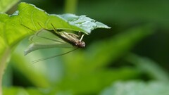 Cydalima laticostalis