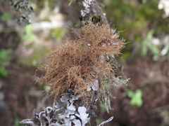 Usnea rubicunda