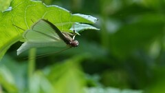 Cydalima laticostalis