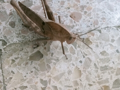 Xyleus discoideus