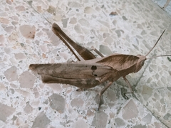 Xyleus discoideus