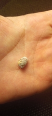 Leptoxis virgata