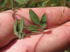 Acmispon americanus