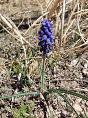 Muscari