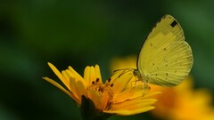 Eurema brigitta
