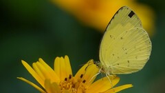 Eurema brigitta