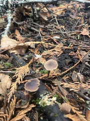 Macrocystidia cucumis