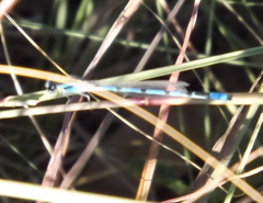Argia nahuana