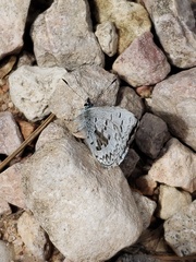Celastrina echo