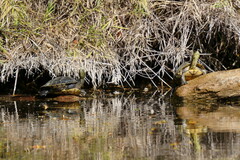 Trachemys venusta cataspila