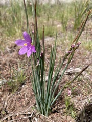 Olsynium douglasii