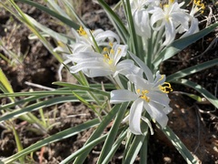 Leucocrinum montanum