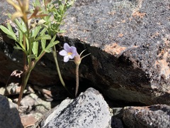 Aphyllon purpureum