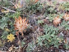 Trifolium macrocephalum