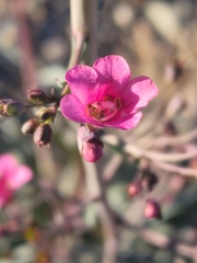 Penstemon parryi