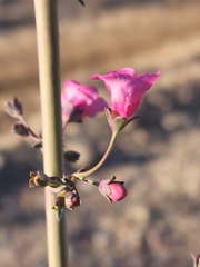 Penstemon parryi
