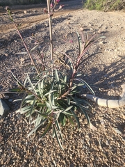 Penstemon parryi
